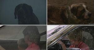 狂犬惊魂,生死逃亡的生死较量